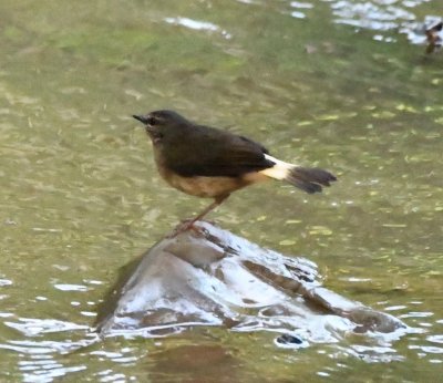 Buff-rumped Warbler on a rock in the stream