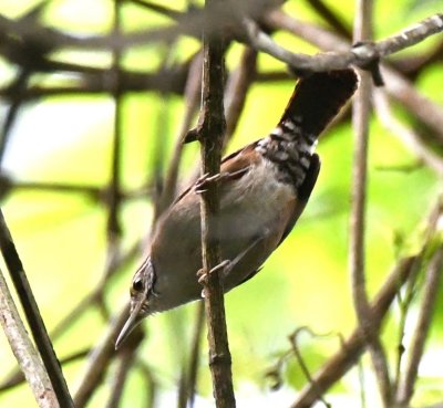 Rufous and White Wren