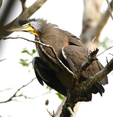 Bare-throated Tiger-Heron