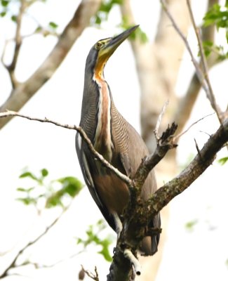 Bare-throated Tiger-Heron