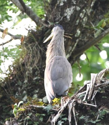 Bare-throated Tiger-Heron
Same bird, back view
