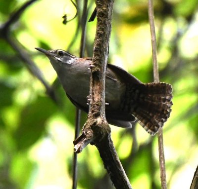 Rufous and White Wren