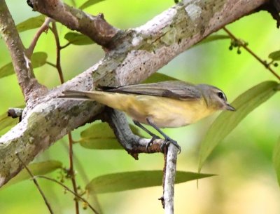 Another Philadelphia Vireo