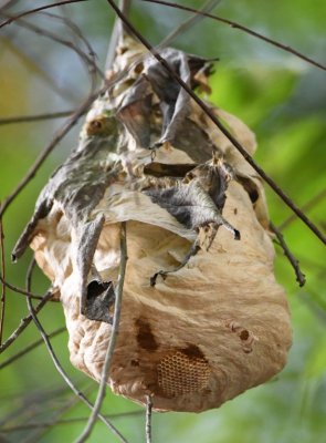 Hornet nest in the tree above us
