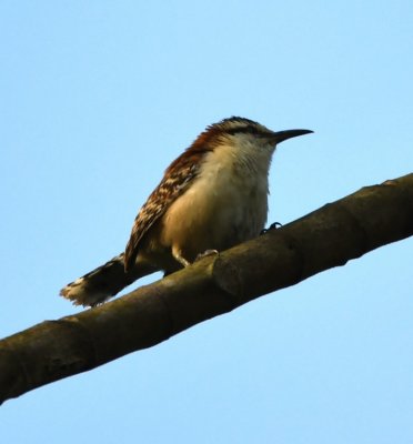Rufous-naped Wren