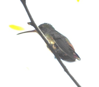Possible Rufous-tailed Hummingbird