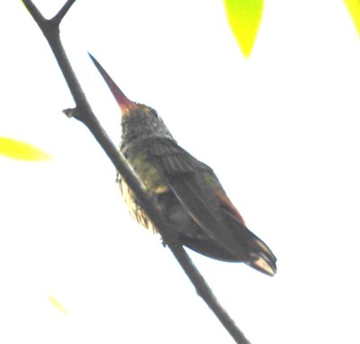 Rufous-tailed Hummingbird?