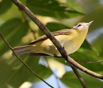 Philadelphia Vireo