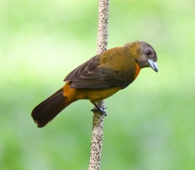 Female Cheerie's Tanager