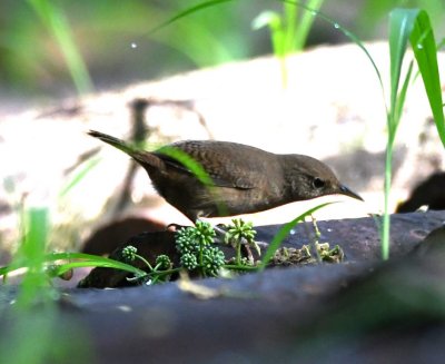House Wren