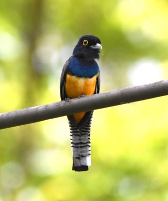 Male Gartered Trogon