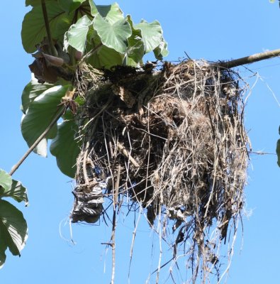 Rose-throated Becard nest