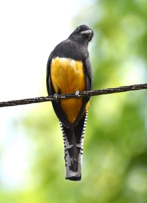 Female Gartered Trogon