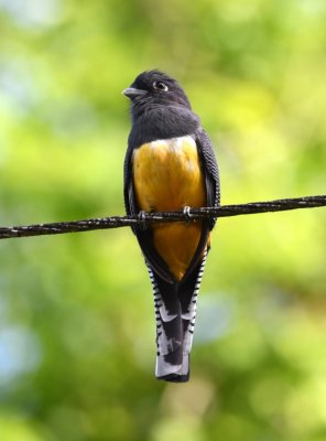 Female Gartered Trogon