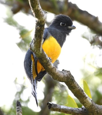 Female Gartered Trogon