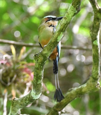 Turquoise-browed Motmot
