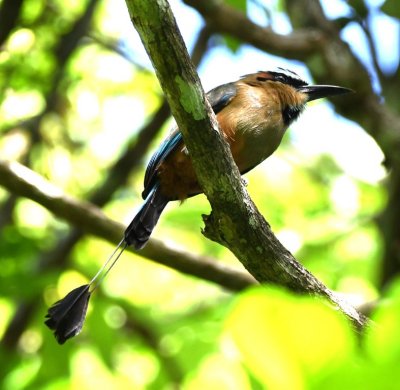 Turquoise-browed Motmot