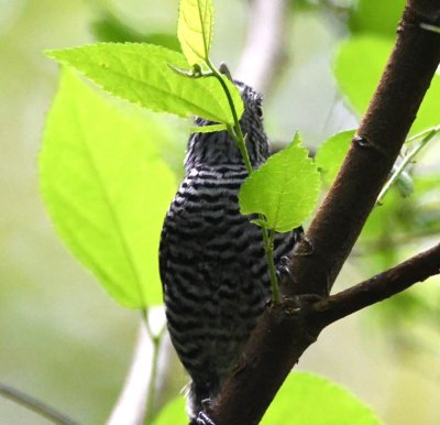 Male Barred Antshrike--most of the front side