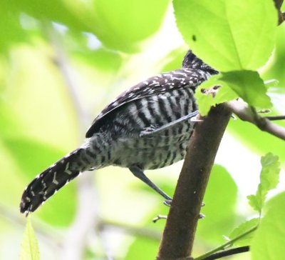 Barred Antshrike--underside view