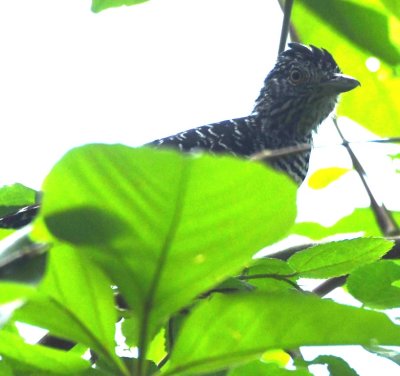 Barred Antshrike--head view