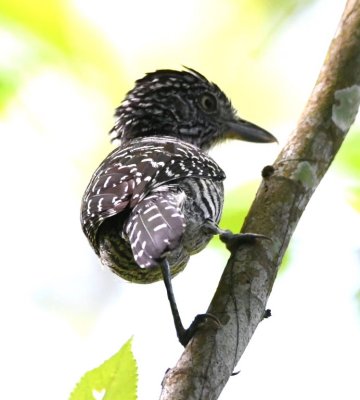 Male Barred Antshrike