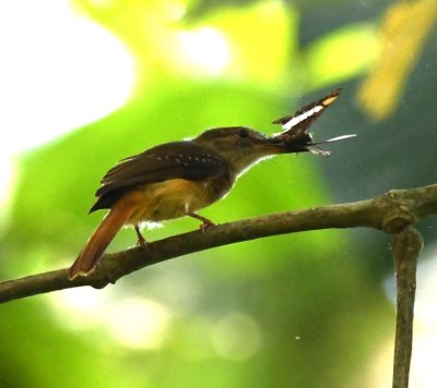Female Royal Flycatcher with butterfly