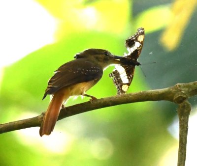 Female Royal Flycatcher
