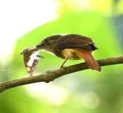 Female Royal Flycatcher