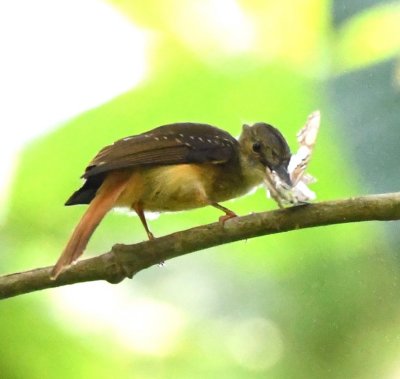 Female Royal Flycatcher