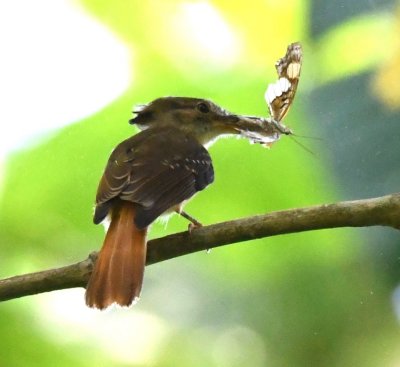 Female Royal Flycatcher
