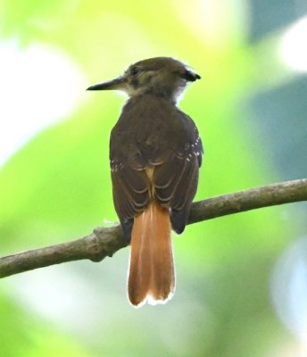 Female Royal Flycatcher