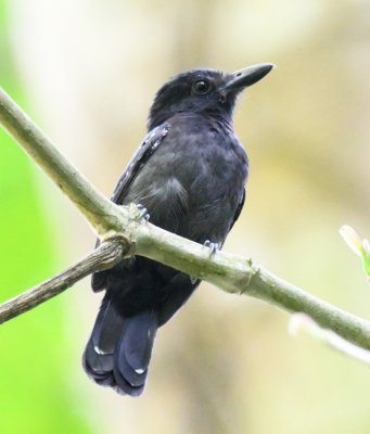 Male Black-hooded Antshrike