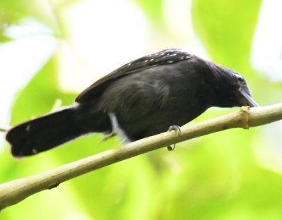 Male Black-hooded Antshrike