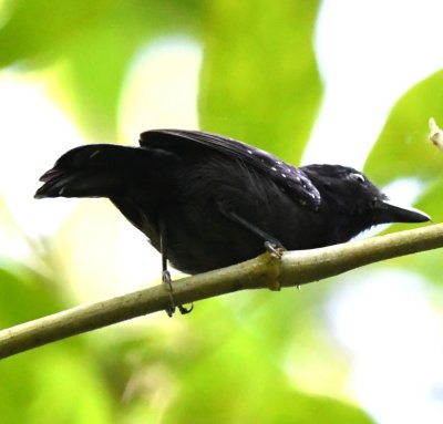 Male Black-hooded Antshrike