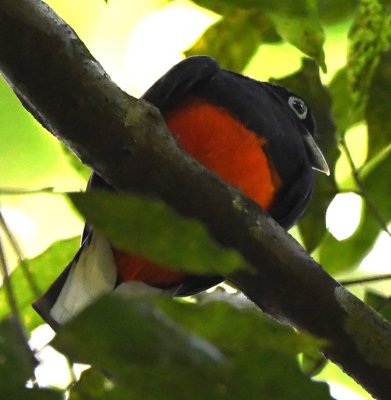 Male Baird's Trogon
