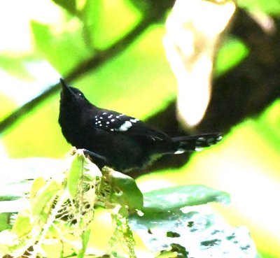 Male Dot-winged Antwren