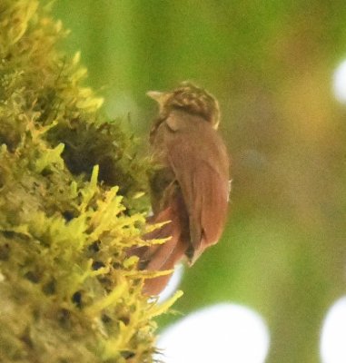 Spotted Woodcreeper