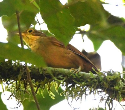 Buff-throated Foliage-gleaner