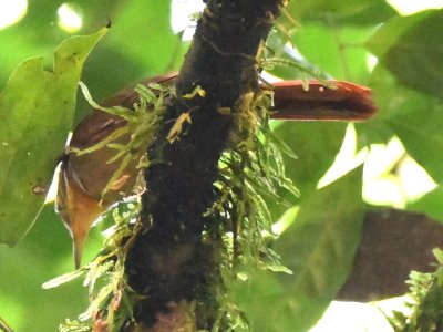 Buff-throated Foliage-gleaner