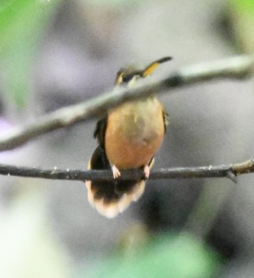 Band-tailed Barbthroat