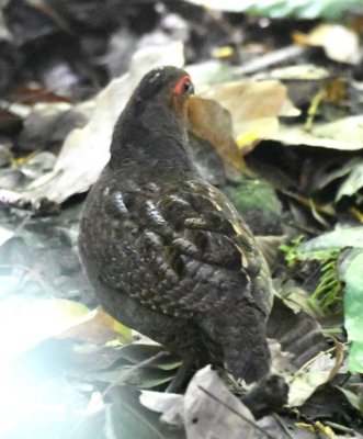 Marbled Wood-Quail