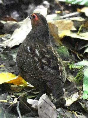 Marbled Wood-Quail