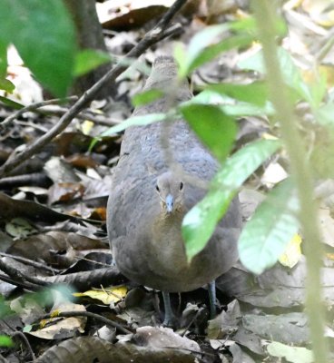 Great Tinamou