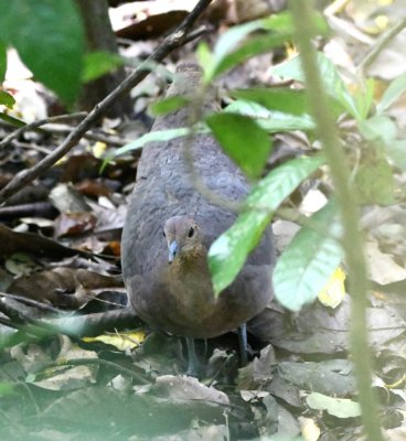 Great Tinamou