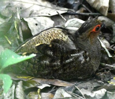 Marbled Wood-Quail