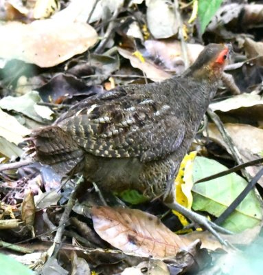 Marbled Wood-Quail