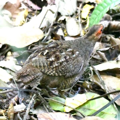 Marbled Wood-Quail