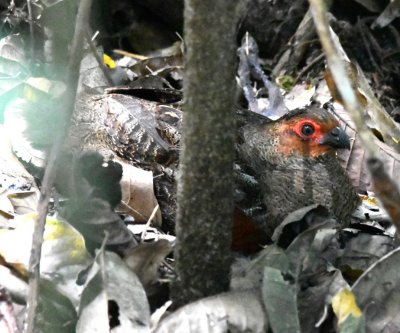 Marbled Wood-Quail
