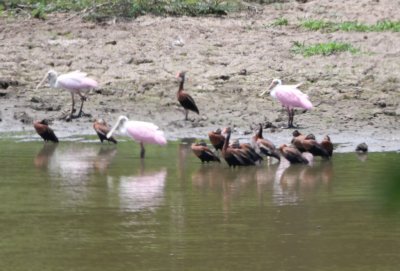 Roseate Spoonbills and Black-bellied Whistling Ducks at a pond between Carara National Park and Hotel Villa Lapas
