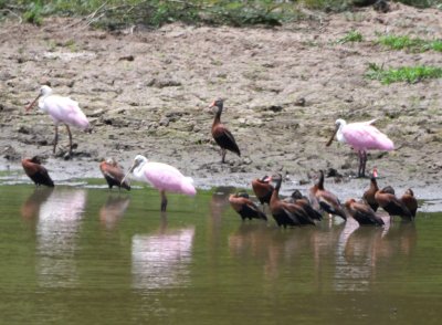 Roseate Spoonbills and Black-bellied Whistling Ducks at a pond between Carara National Park and Hotel Villa Lapas